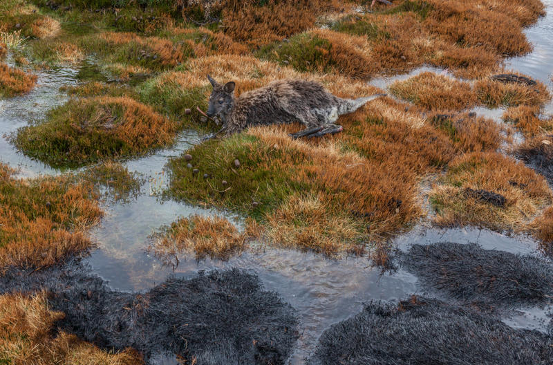 An unlucky wallaby got caught in an alpine brushfire in Tasmania, via Dan Broun